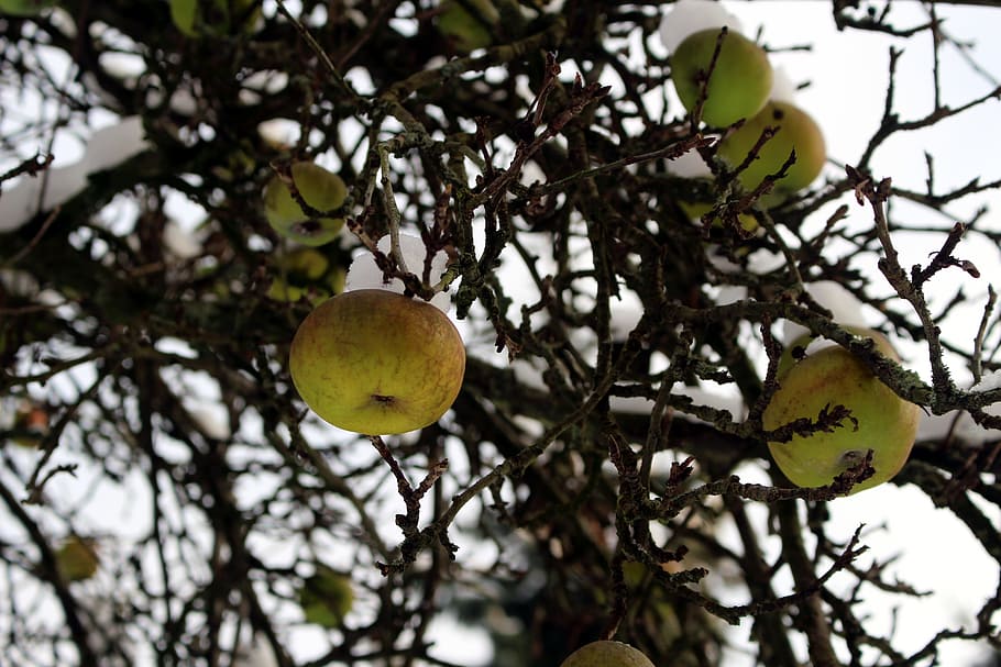 Apple Tree, Snow, Nature, fruit, branches, food, leaf, ripe HD wallpaper