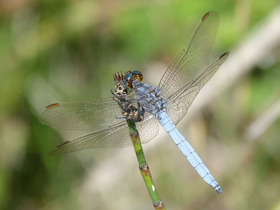 blue dragonfly, branch, wetland, orthetrum coerulescens, parot earned, HD wallpaper