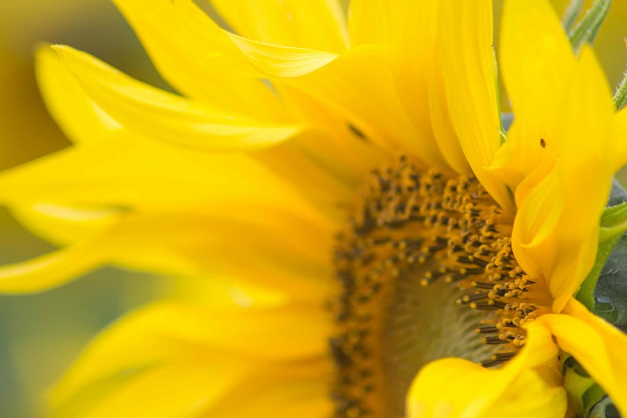 close-up photography of yellow sunflower, sunflower at bloom HD wallpaper