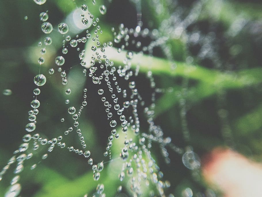 selective focus photography of water droplet, spider, web, cobweb HD wallpaper