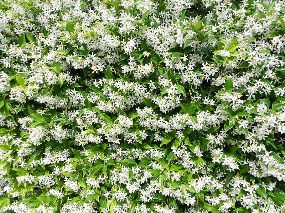 HD wallpaper: Garden, Jasmine, White, Flower, flowers, nature, plant, green  color | Wallpaper Flare