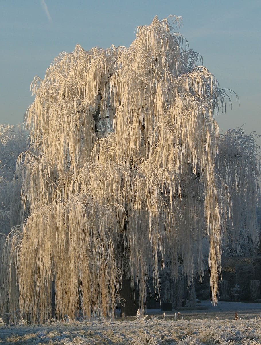 snow, winter, tree, nature, water, beauty in nature, no people HD wallpaper
