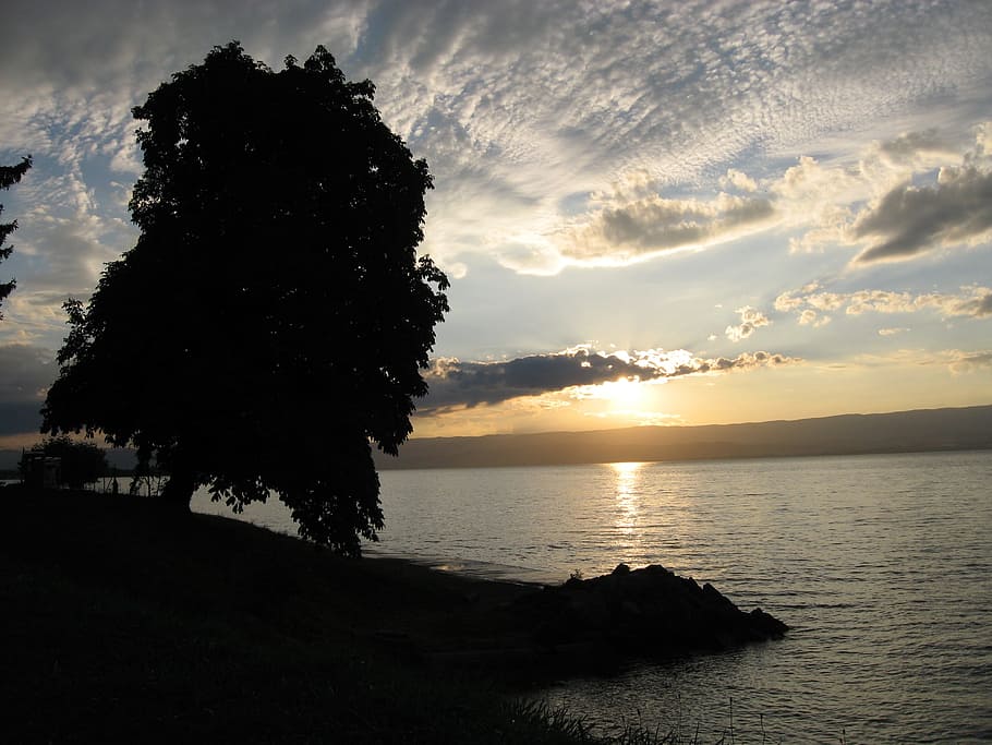 Tree, Sun, Sunset, Nature, Beach, landscape, sea, reflection HD wallpaper