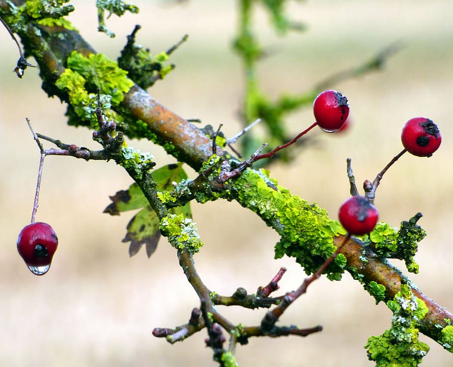 bay, fall, red, branches, leaves, plant, nature, fruit, food HD wallpaper