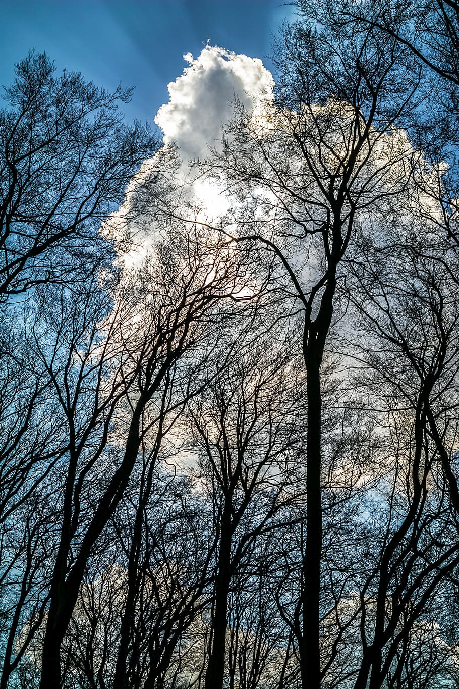 cloud, light, forest, sky, rays, sun, silhouette, glow, light beam HD wallpaper