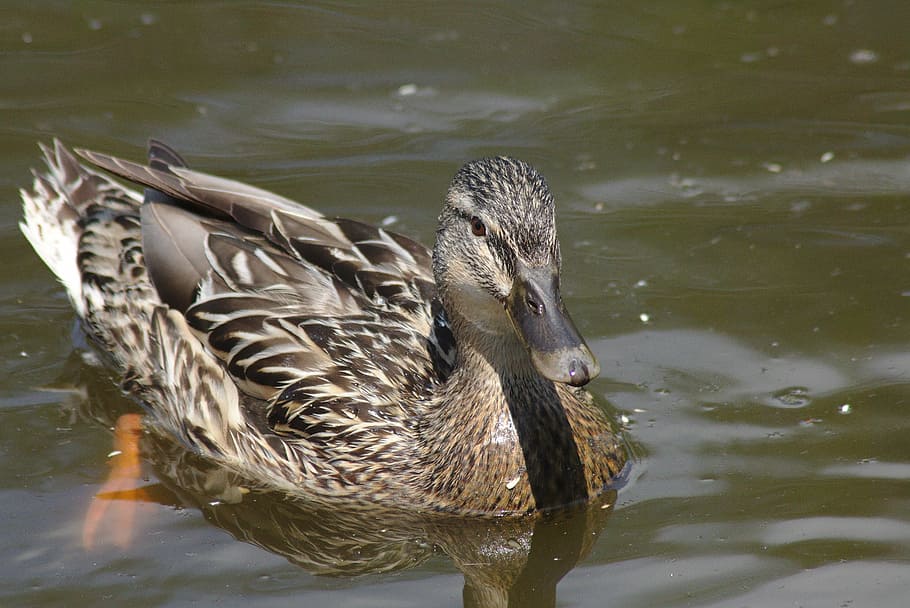 duck, mirroring, chicks, water, waters, pond pour, city, park HD wallpaper