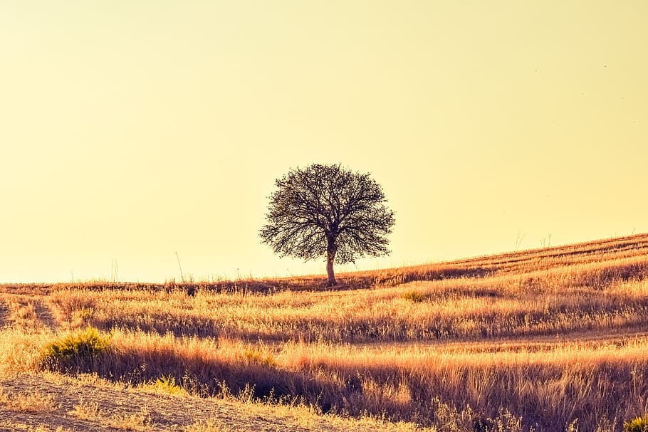 green leaf tree on brown grass during daytme, field, sunset HD wallpaper
