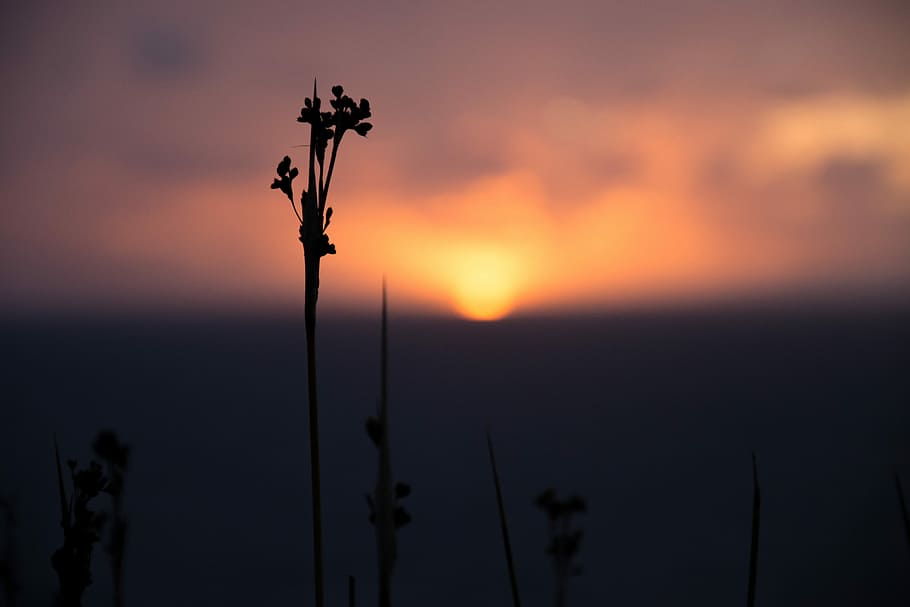 sunset, flower, horizon, sky, silhouette, nature, cloud - sky HD wallpaper