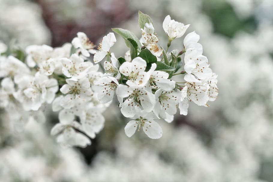 white flowers shallow focus photography, selective focus photo of white petaled flowers HD wallpaper