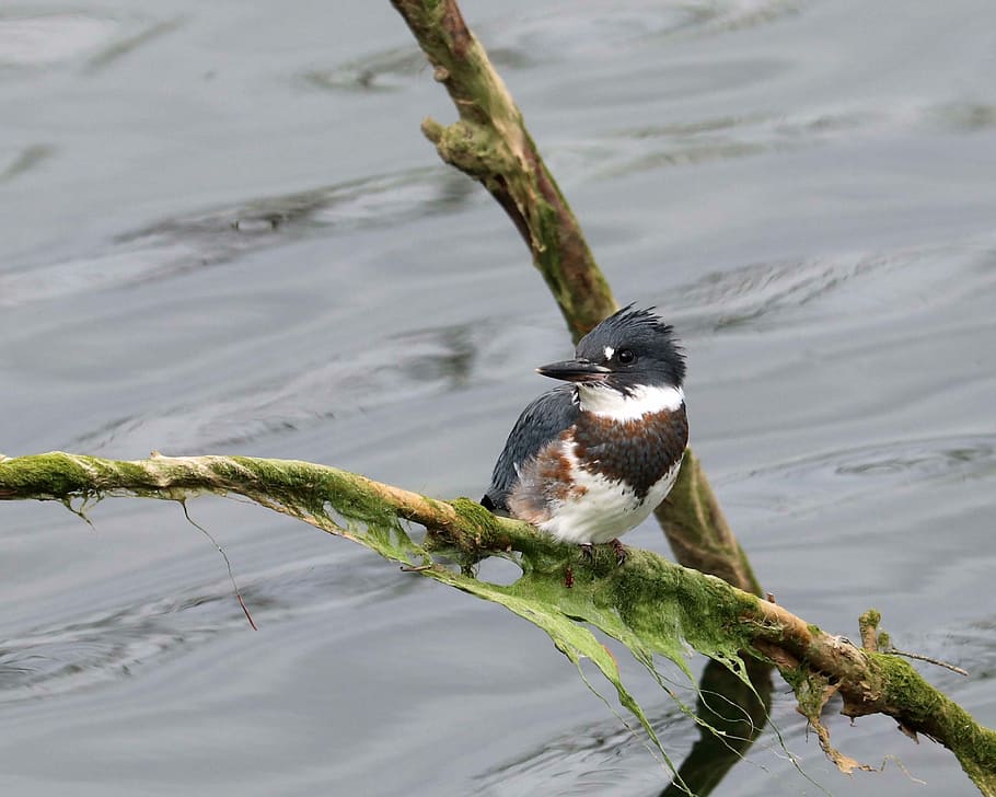 belted kingfisher, bird, nature, animal wildlife, animals in the wild HD wallpaper