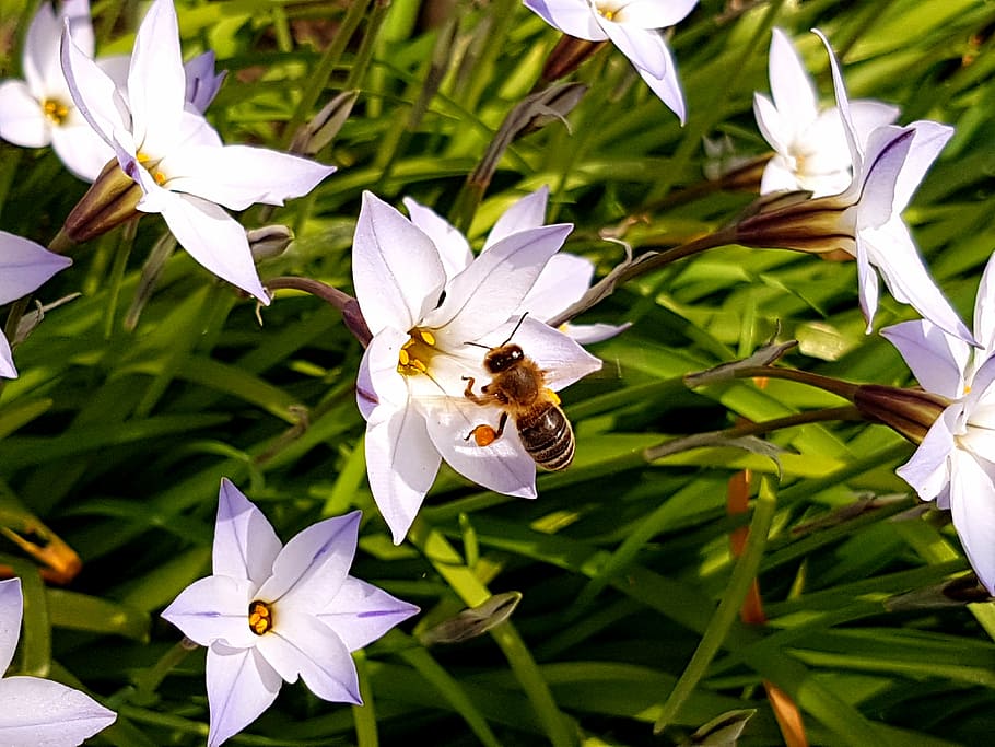 bee, flower, purple, green, nature, plant, petal, flower Head HD wallpaper