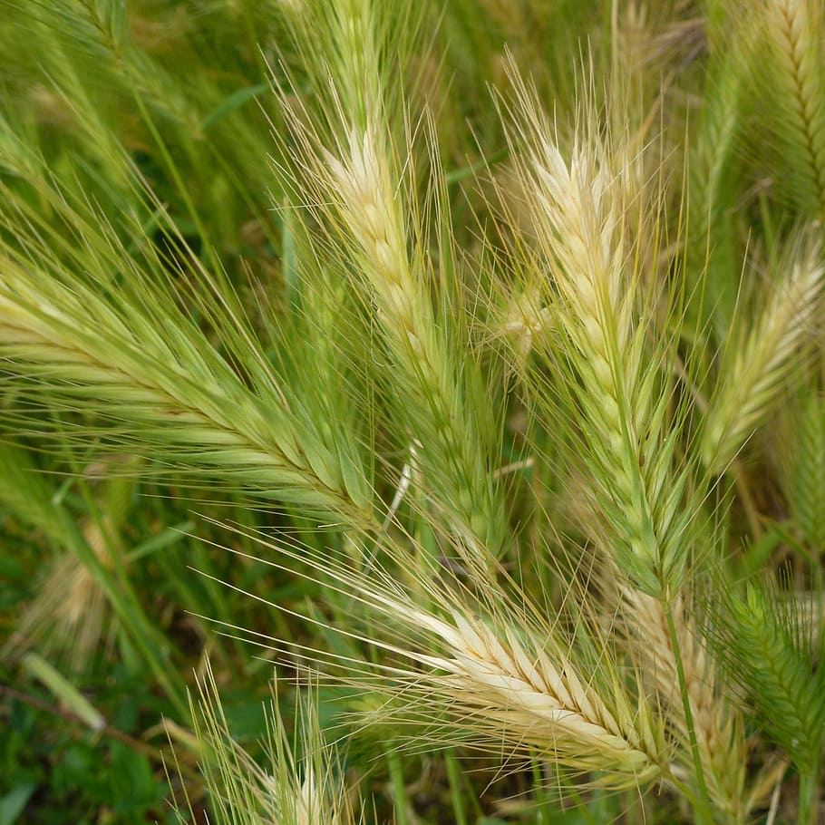 cereals, spike, field, grain, cornfield, arable, summer, food HD wallpaper