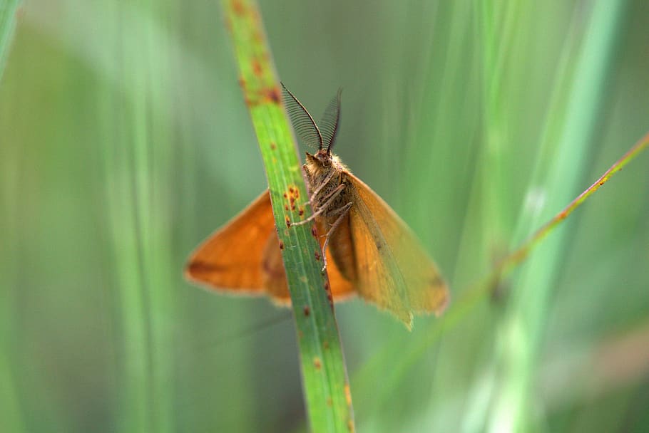 butterfly, red, brown, insect, grass, wing, invertebrate, animal themes HD wallpaper
