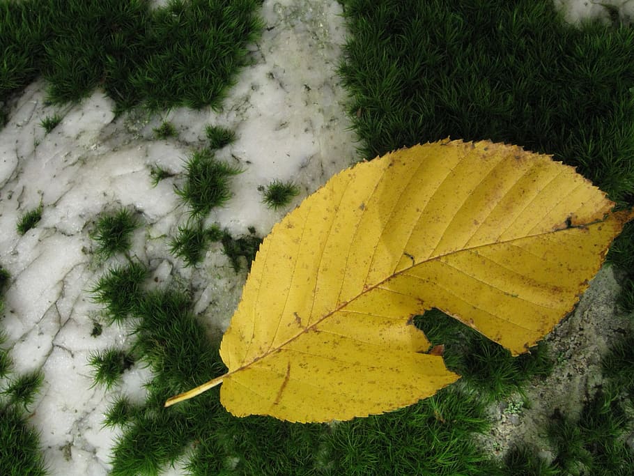leaf, moss, stone, forest, green, leaves, fall, autumn, yellow HD wallpaper