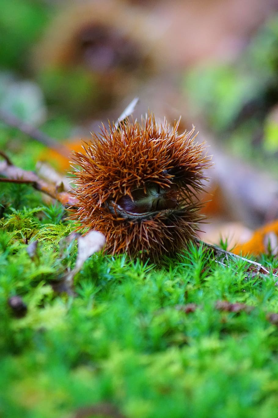 fall, bug, nature, bug thorny, chestnuts, shell thorny, forest HD wallpaper