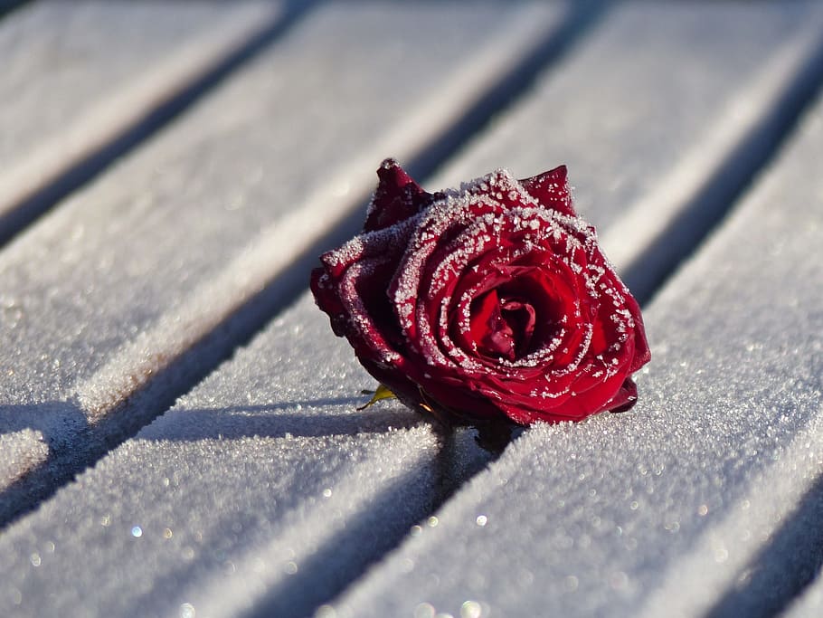 winter, rose, flower, bud, rosenblüten frozen, close, nature, HD wallpaper