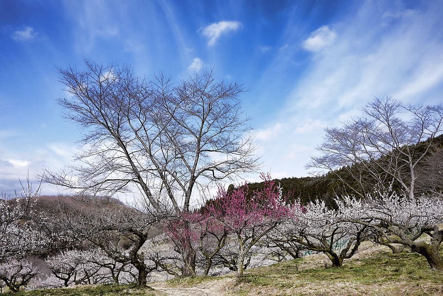 plum, pink, spring, sky, plum blossoms, white flowers, red flowers HD wallpaper