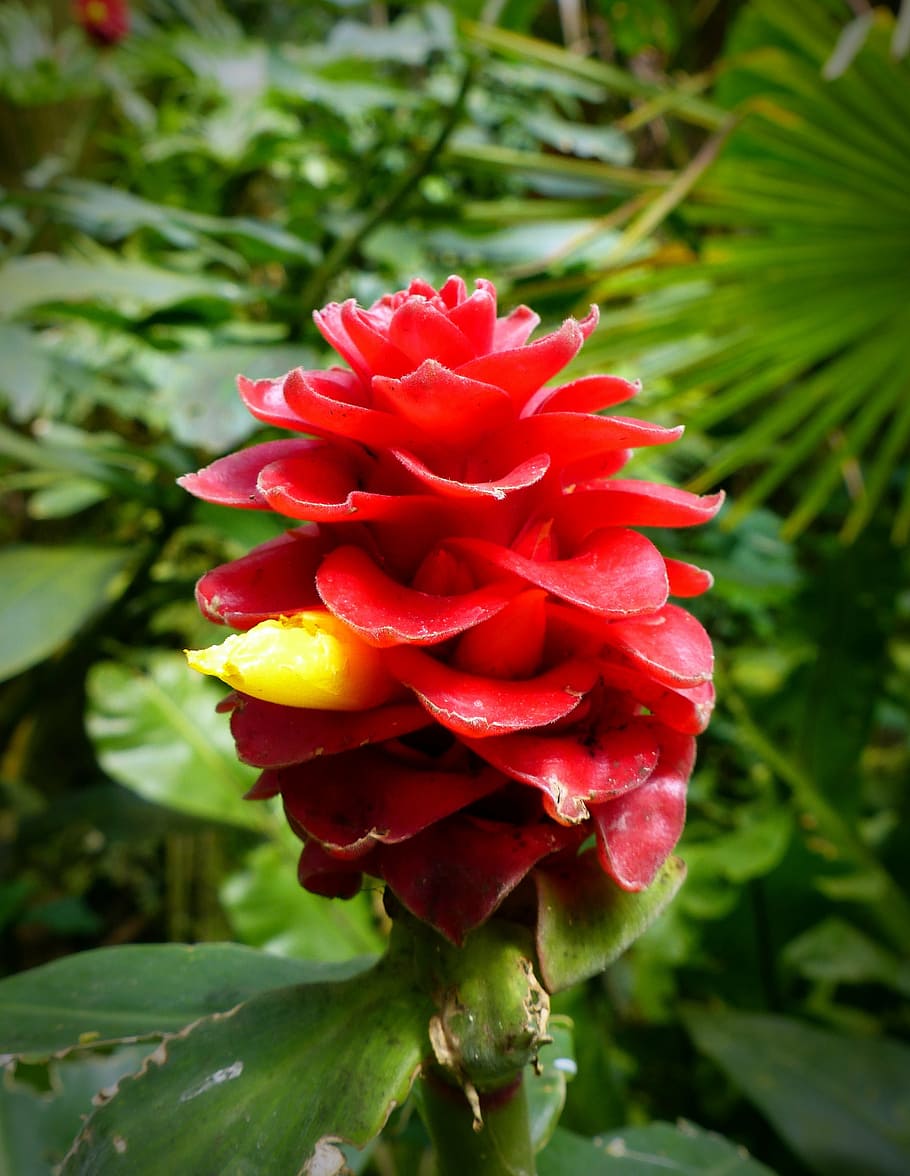 flower of the bearded kostwurz, red velvet ginger, costus barbatus, HD wallpaper