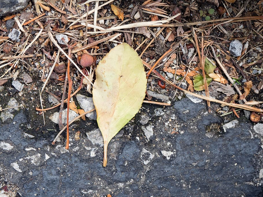 nature, ground, soil, wet, water, stones, rocks, dried, leaves HD wallpaper