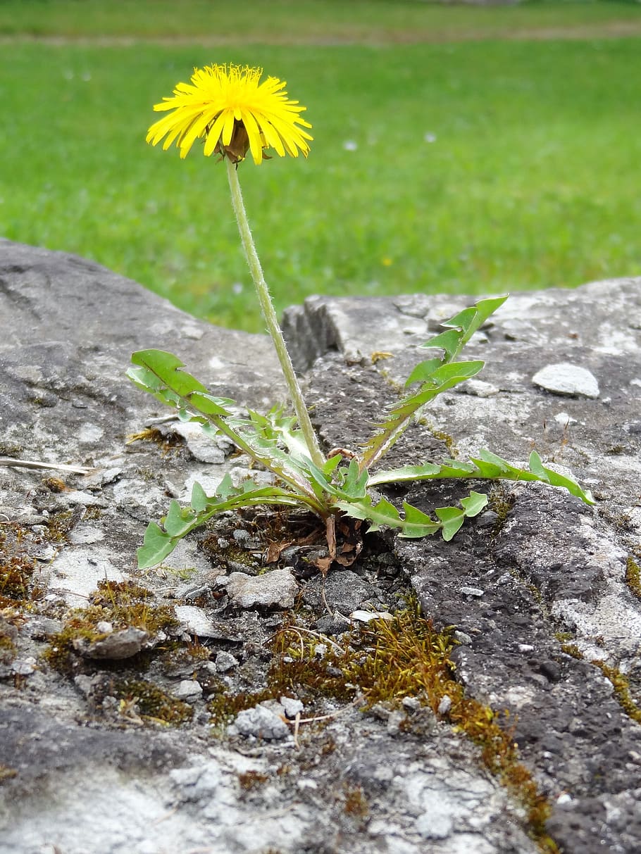 Plant, Flower, Dandelion, Yellow, blossom, bloom, landscape HD wallpaper