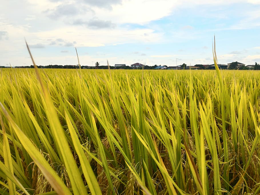 Paddy, Field, Rice, Sky, Farm, Malaysia, agriculture, crop HD wallpaper