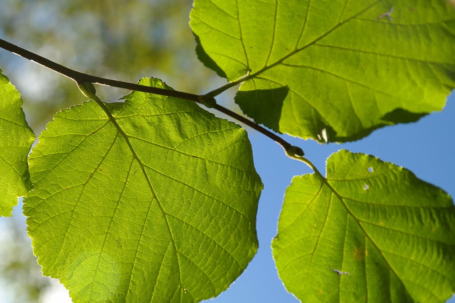 photo of green leafed plant during daytime, branch, back light HD wallpaper