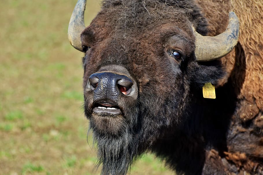 close-up photography of bison, buffalo, horns, head, foot, tooth