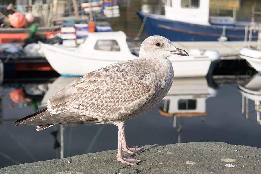 gull, young, nature, bird, animal themes, vertebrate, one animal HD wallpaper