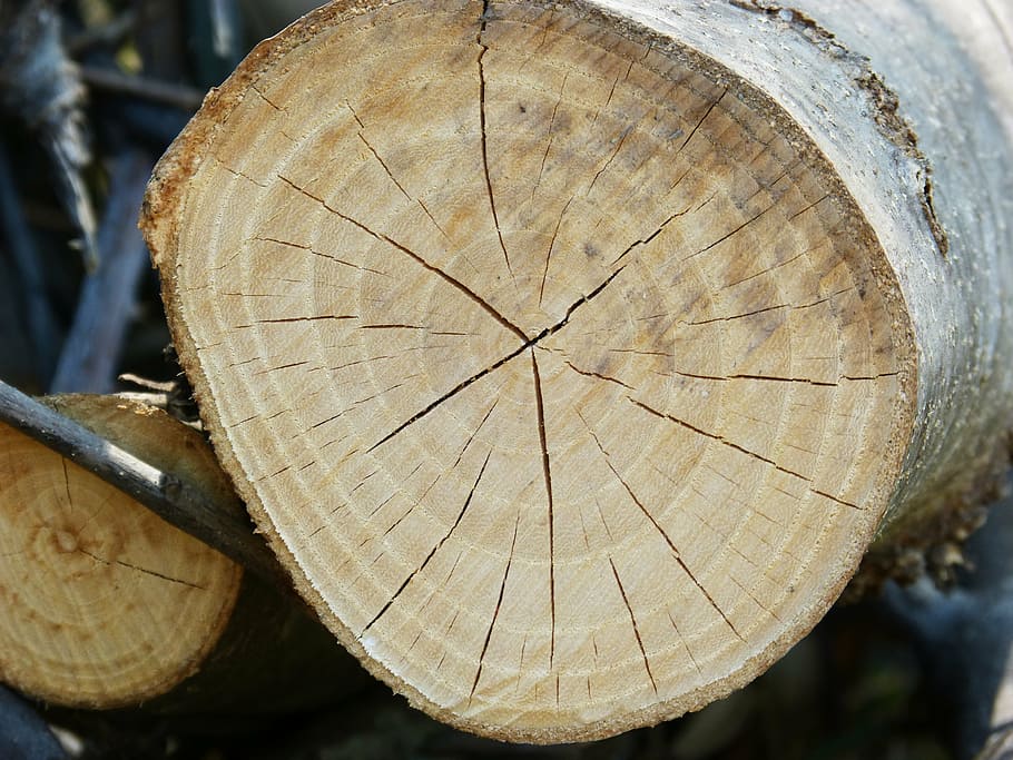 trunk, wood, cracks, cut trunk, rings, texture, timber, log, HD wallpaper