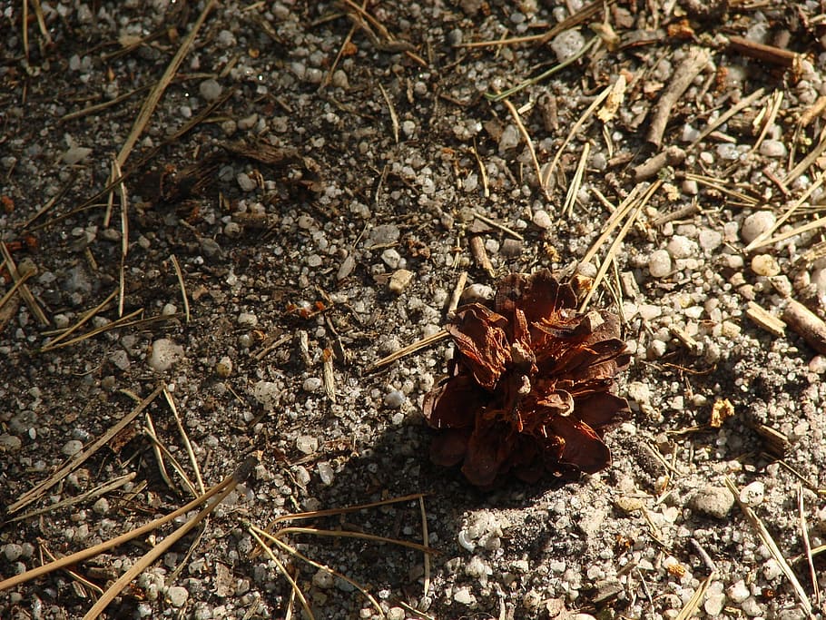 Cone, Forest, Needles, Stones, Sticks, nature, light, wood HD wallpaper