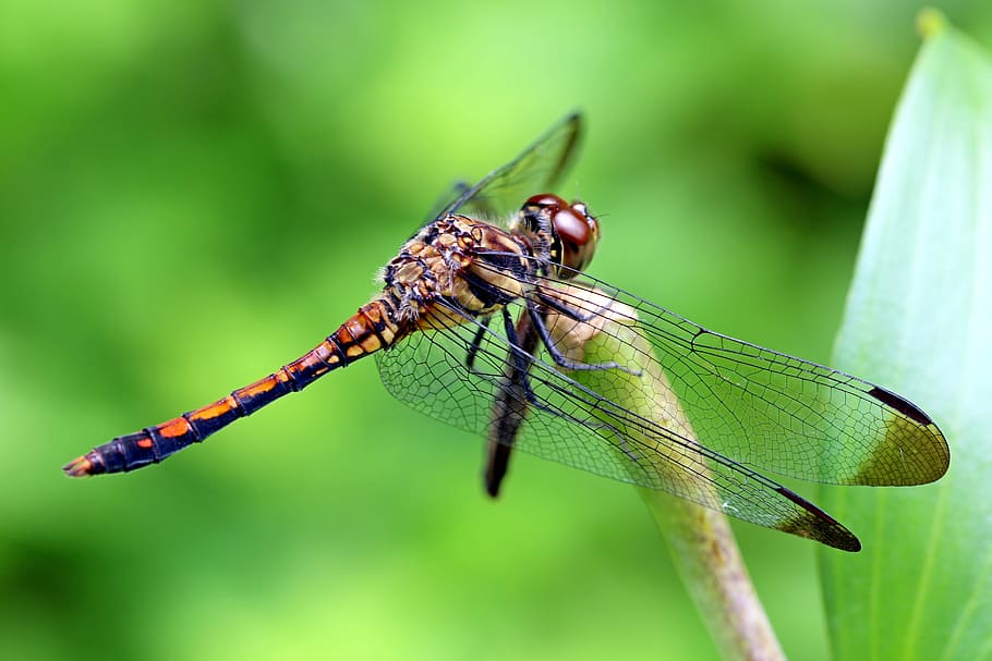 Nature, Forest, Insects, Dragonfly, landscape, park, arboretum HD wallpaper
