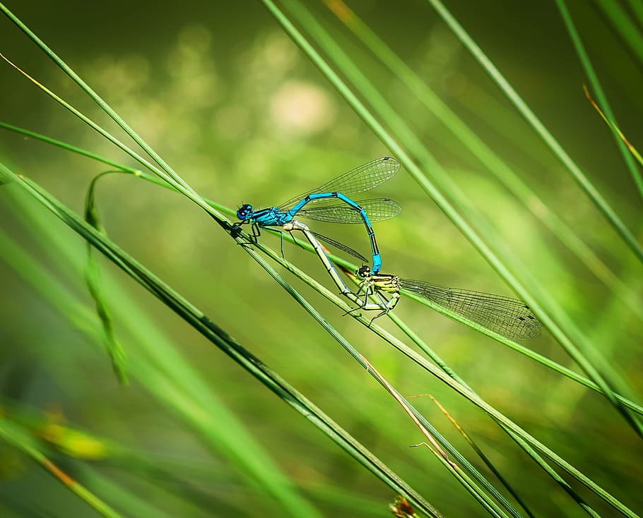 Hd Wallpaper Dragonfly Pairing Dragonflies Mating Multiplication Insect Wallpaper Flare 9021