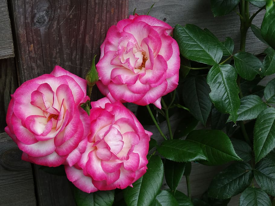 roses, garden, summer, pink color, freshness, plant, flower HD wallpaper