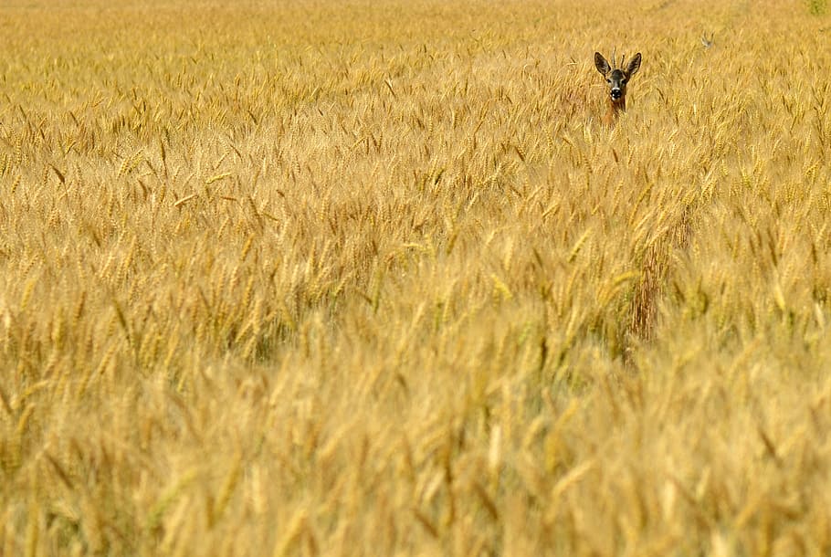 brown deer on brown high grass, doe, minimal, summer, cereal HD wallpaper
