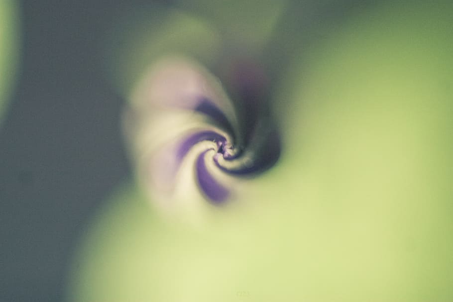 nature, sprial′, macro, flowers, background, desktop, close-up HD wallpaper