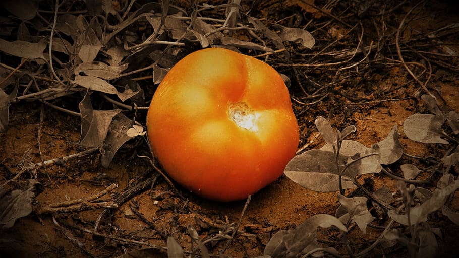 Tomato, Red, Food, Vegetable, Garden, ground, agriculture, nature HD wallpaper