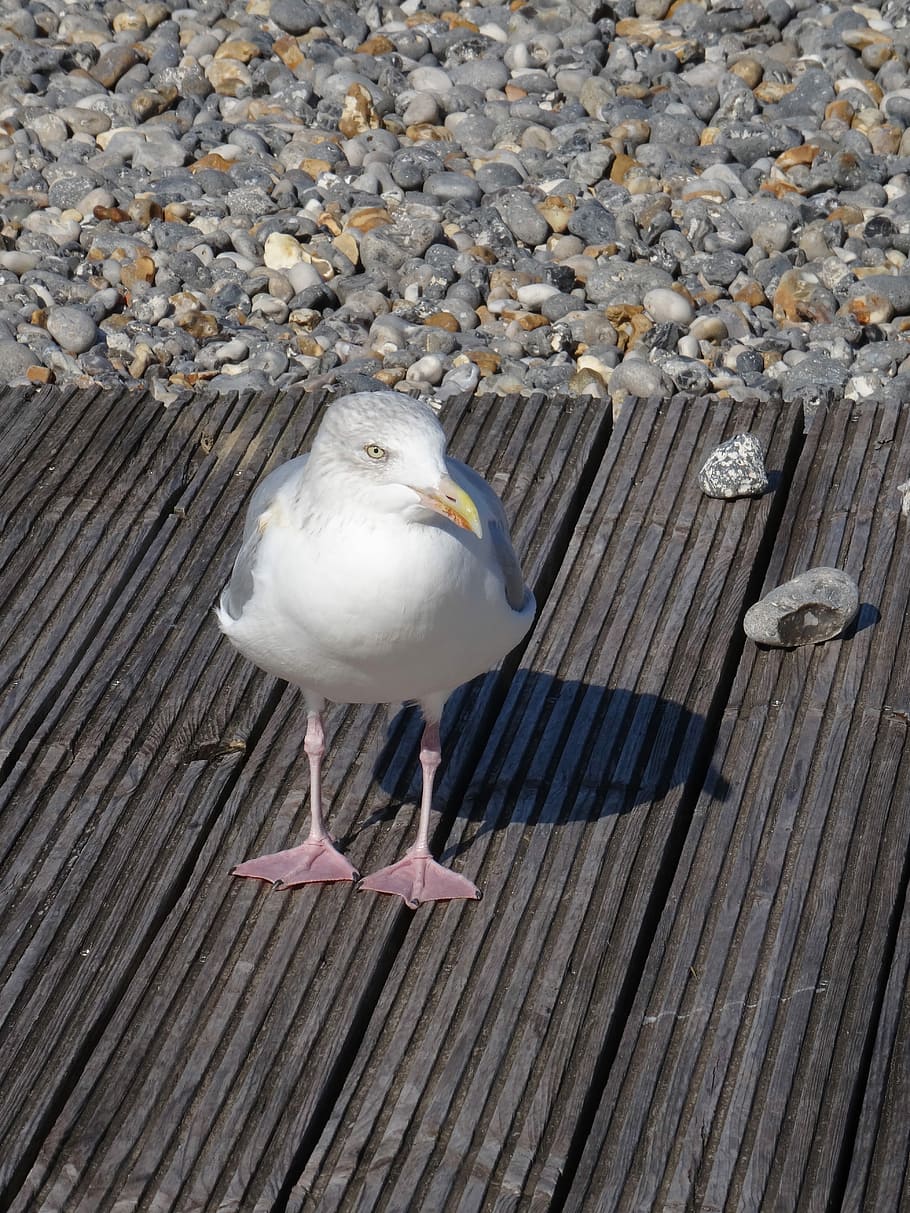 Seagull, Bird, Beach, Stones, seaside, one animal, animal themes HD wallpaper