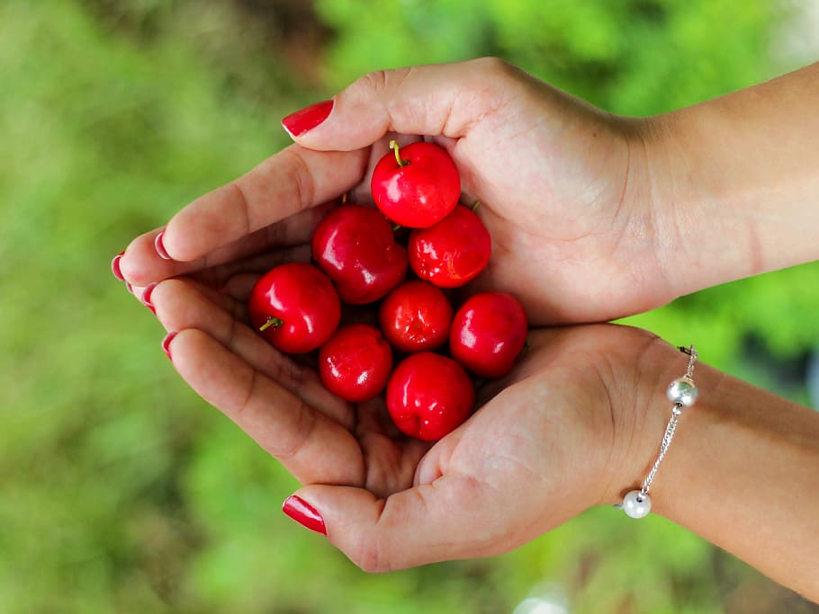 hands, holding, cherries, red, female, human Hand, fruit, nature HD wallpaper