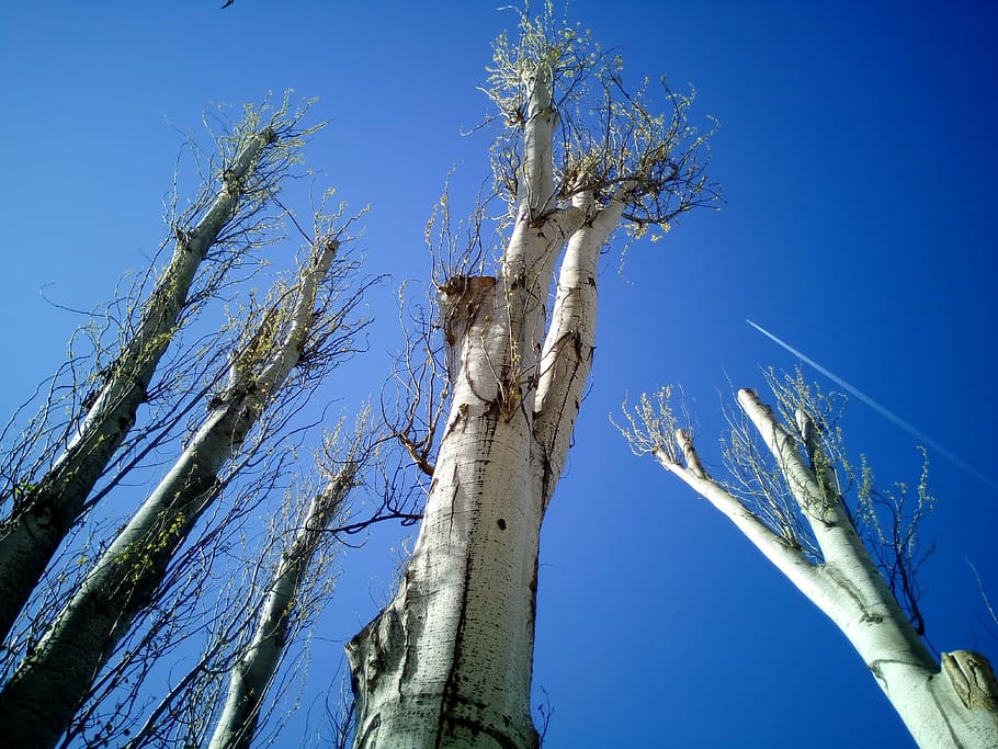 trees, tala, pruning, cut, pruned, trunk, court, nature, plant HD wallpaper