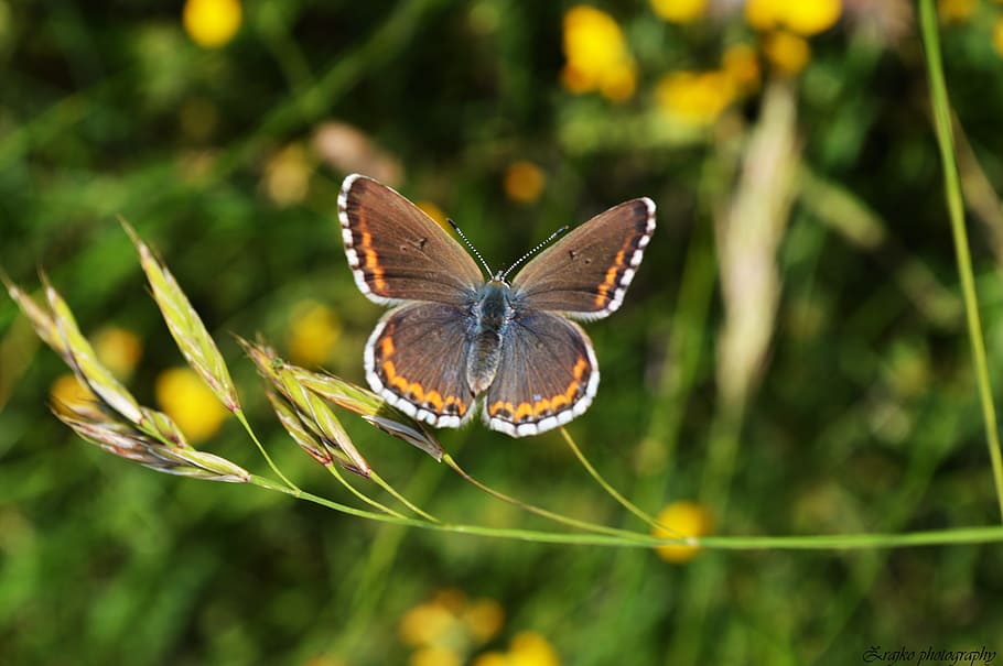 Butterfly, Insect, Nature, Summer, garden, butterfly - Insect HD wallpaper