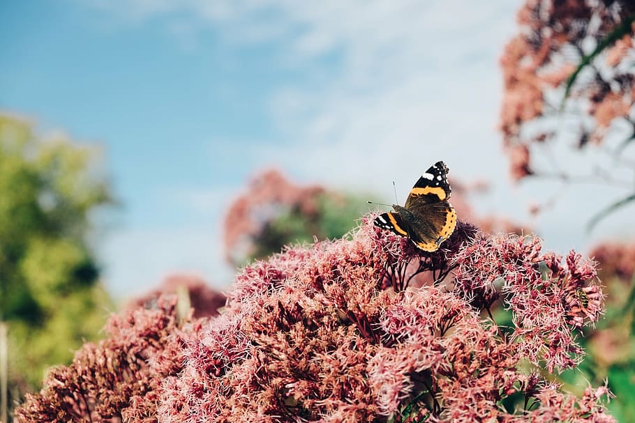 selective focus photography of Vanessa atalanta butterfly perched on pink petaled flower HD wallpaper