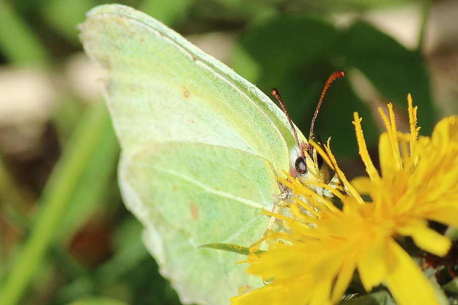 Butterfly, Dandelion, Eye, Macro, Close, roadside meadow, spring HD wallpaper