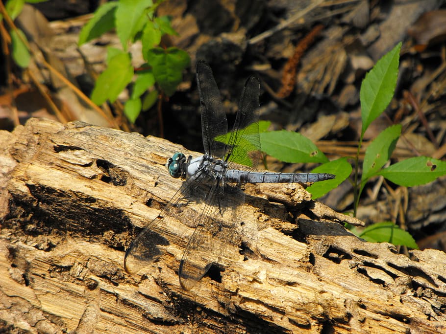 Dragonfly, Nature, Insect, Wing, Winged, resting, bug, animal wildlife HD wallpaper
