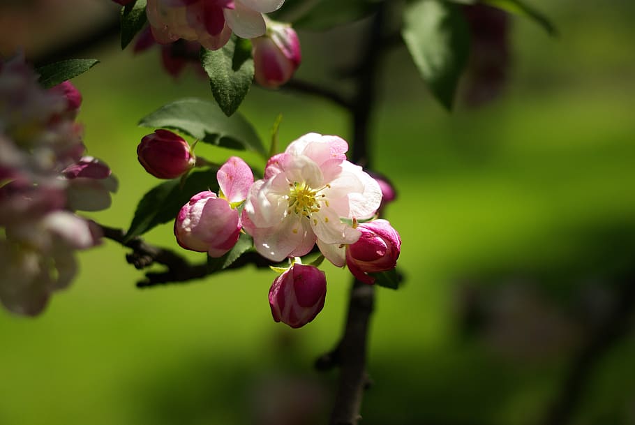 nature, spring, cherry blossoms, flower, plant, beauty in nature HD wallpaper