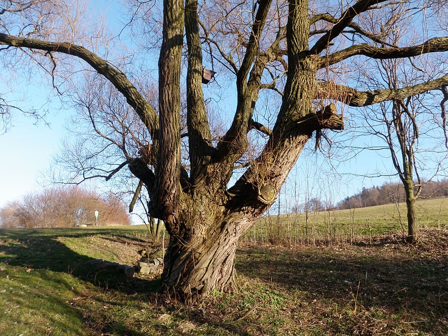 pasture, tree, tribe, log, old, gnarled, plant, tree trunk HD wallpaper