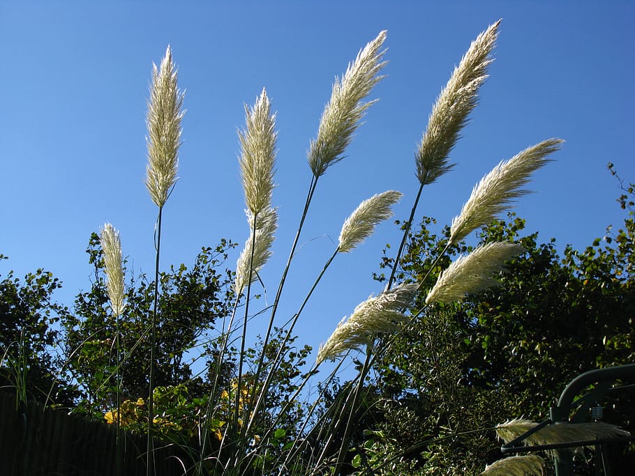 pampas grass, sky, plant, growth, beauty in nature, low angle view HD wallpaper