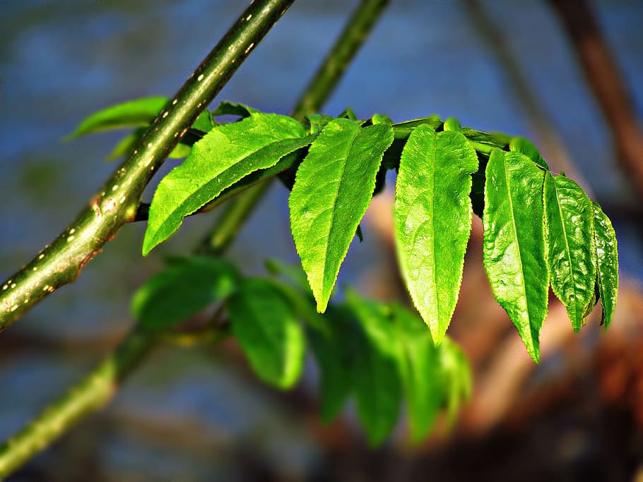 foliage, spring, nature, tree, plant, sprig, green, leaf, plant part HD wallpaper