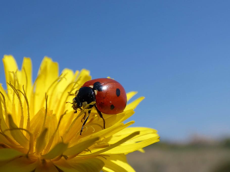red and black ladybird on yellow daisy, ladybug, flower, dandelion HD wallpaper
