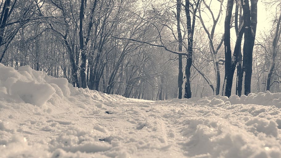 park, snow, footprints, path, slovakia, winter, cold temperature HD wallpaper