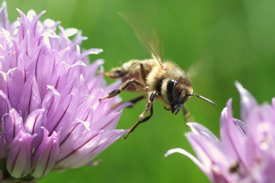 honeybee, flying, insect, bug, flowers, pollination, nature HD wallpaper
